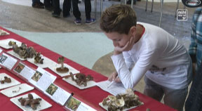 Pilzausstellung in Haslach