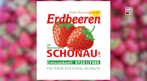 Erdbeerland in Schönau im Mühlkreis