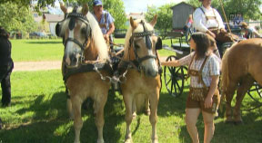 Pferdefest in Rainbach