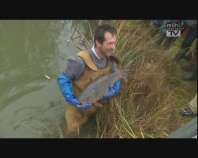 Teichausfischen in Rading