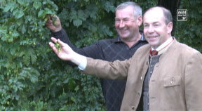 Hopfenernte im Mühlviertel 2014