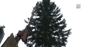 Linzer Christbaum kommt aus Grünbach
