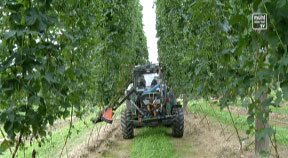 Hopfenernte bei Familie Allerstorfer in St. Ulrich im Mühlkreis
