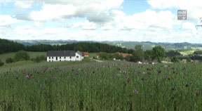 Mohnvielfalt im Mühlviertel