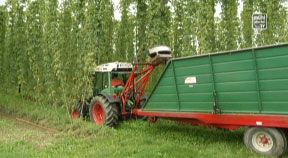 Hopfenernte im Mühlviertel