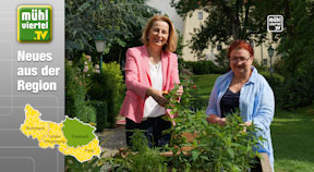 Frische Kräuter zur freien Entnahme in Freistadt